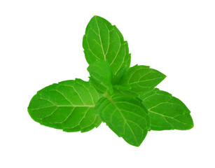 Fresh raw mint leaves isolated on white background