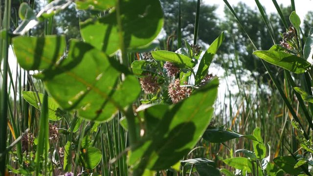 Leaves and Wildflowers