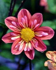 Obraz premium Rainy Day Flowers