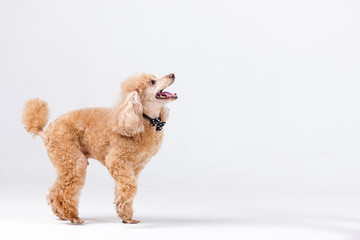 Red poodle on white