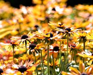 Obraz premium Rainy Day Flowers