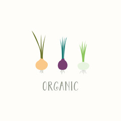 Hand drawn minimal vector illustration of different onions, with lettering quote Organic. Isolated objects on white background. Flat style design. Concept for gardening, autumn harvest.