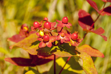 Hypericum in autumn colours