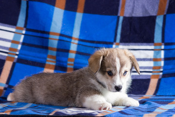 Welsh corgi puppy