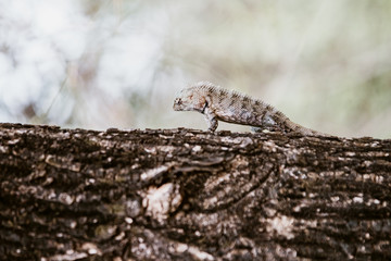 Chameleon on a piece of wood