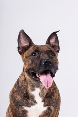 American staffordshire terrier