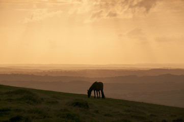 Fototapeta na wymiar Dartmoor pony silhouetted in the sunset over Dartmoor