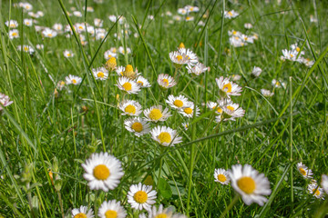 Stokrotki © Mateusz