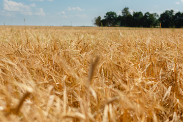 The Golden wheat field is ready for harvest. Background ripening ears of yellow wheat field against the blue sky. Copy space on a rural meadow close-up nature photo idea of a rich wheat crop.