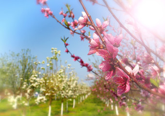 spring branch in bloom