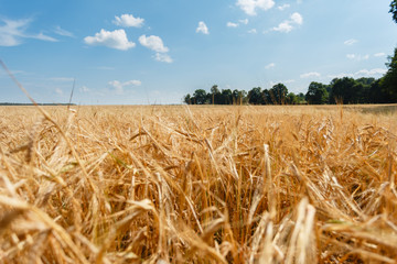 Fototapeta na wymiar The Golden wheat field is ready for harvest. Background ripening ears of yellow wheat field against the blue sky. Copy space on a rural meadow close-up nature photo idea of a rich wheat crop.