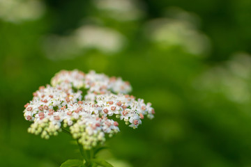 White flower of a field plant on a green background.