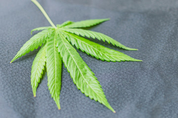 Hemp leaf on a black background.