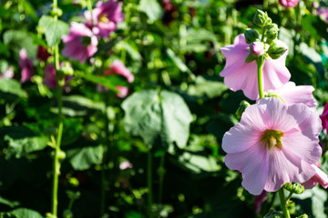 Obraz premium rustic garden