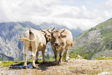 Cows on mountain pasture in Cabrales, Asturias.