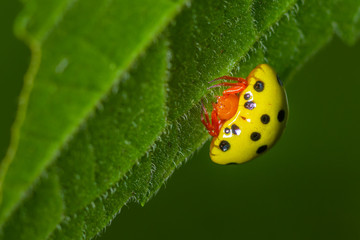 Beautiful yellow body with black spot and orange head ladybug