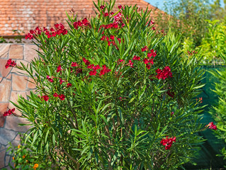Wonderful red oleander in the garden