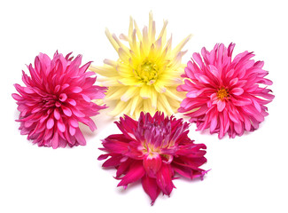 Flowers of beautiful bouquet dahlias macro nature isolated on white background. Botanical, concept, flora, idea. Flat lay, top view. Wedding, bride, love