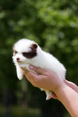 Pomeranian puppy outdoor