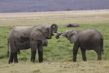 Junge Afrikanische Elefanten beim Raufen (Loxodonta africana) Amboseli Nationalpark, Kenia, Afrika