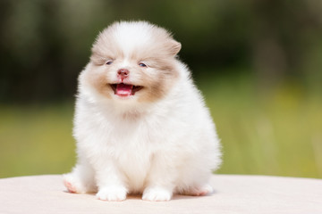 Pomeranian puppy outdoor