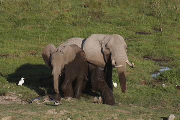 Afrikanische Elefant (Loxodonta africana) zwei Tiere im Sumpf