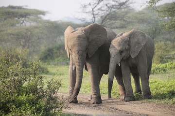 Afrikanische Elefant (Loxodonta africana) zwei Jungtiere nebeneinander