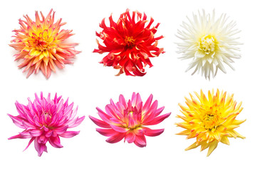 Set flowers dahlias isolated on white background. Flat lay, top view. Super collection. Easter. Pink, red, purple, yellow, orange