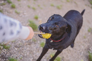 Black Labrador Retriever not giving his yellow ball
