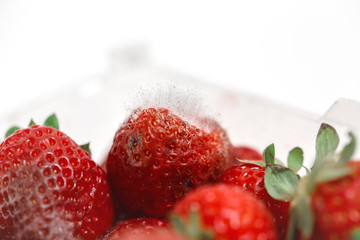 Closeup macro shot image of rotten strawberry with white large mold placed in plastic box.