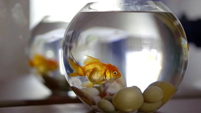 little golden fish is inside a small round aquarium in flat with mirror wall in background
