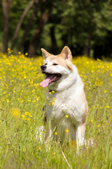 Japanese akita in flowers