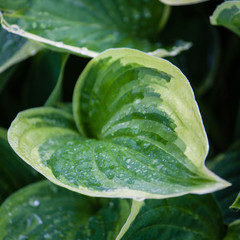 Green leaves with white edges of hosta fortunei france after rain. Close up, Norway 