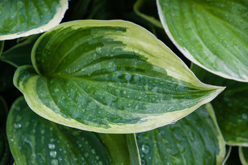 Green leaves with white edges of hosta fortunei france after rain. Close up, Norway 