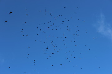flock of birds in the blue sky