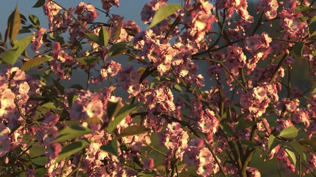 Japanese cherry in the wind. Loop. 3D animation. Sunset.