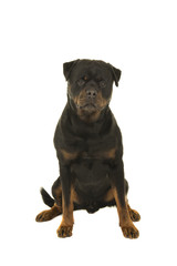 Pretty rottweiler male dog sitting looking at the camera isolated on a white background