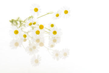 Blooming camomile with reflection lying down isolated on a white background