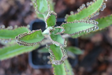 Kalanchoe żyworódka serrata © Perovskia