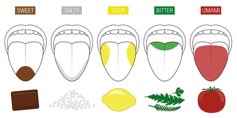 Tongue taste areas. Illustration with five sections of gustation - sweet, salty, sour, bitter and umami - represented by chocolate, salt, lemon, herbs and tomato. - obrazy, fototapety, plakaty