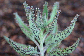 Kalanchoe żyworódka serrata © Perovskia