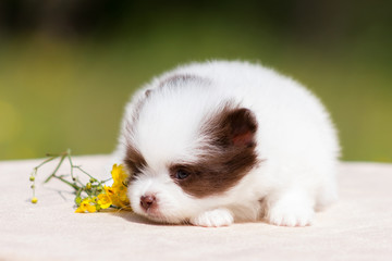 Pomeranian puppy outdoor