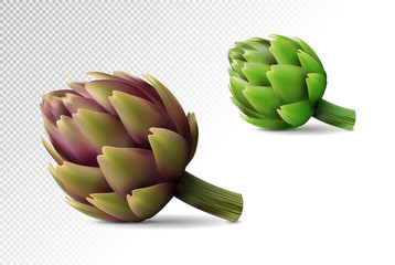 Fototapeta premium Two fresh globe artichoke on transparent background. Realistic vector eps10, 3d illustration