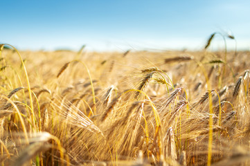 Closeup of barley on a field