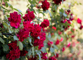 Flower of a red rose blooms in the garden