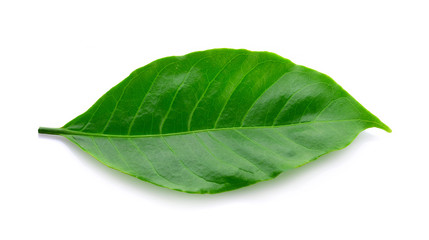 Fresh green coffee leaves isolated on white background.