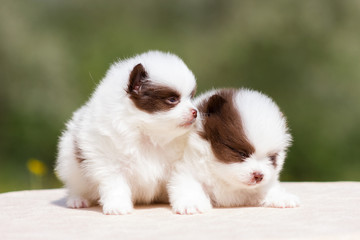 Obraz premium Pomeranian puppy outdoor