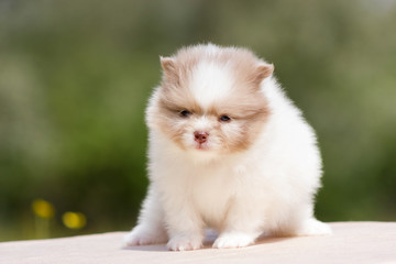 Fototapeta premium Pomeranian puppy outdoor