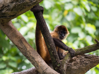 Black Handed Spider Monkey