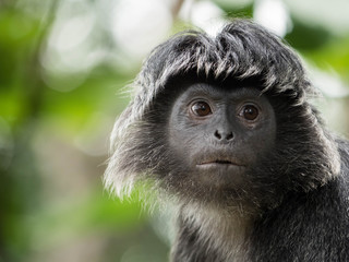 Javan Langur Monkey